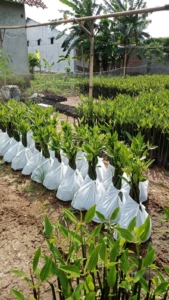 jual bibit mangrove