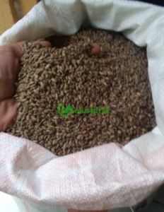 jual biji pinus merkusi